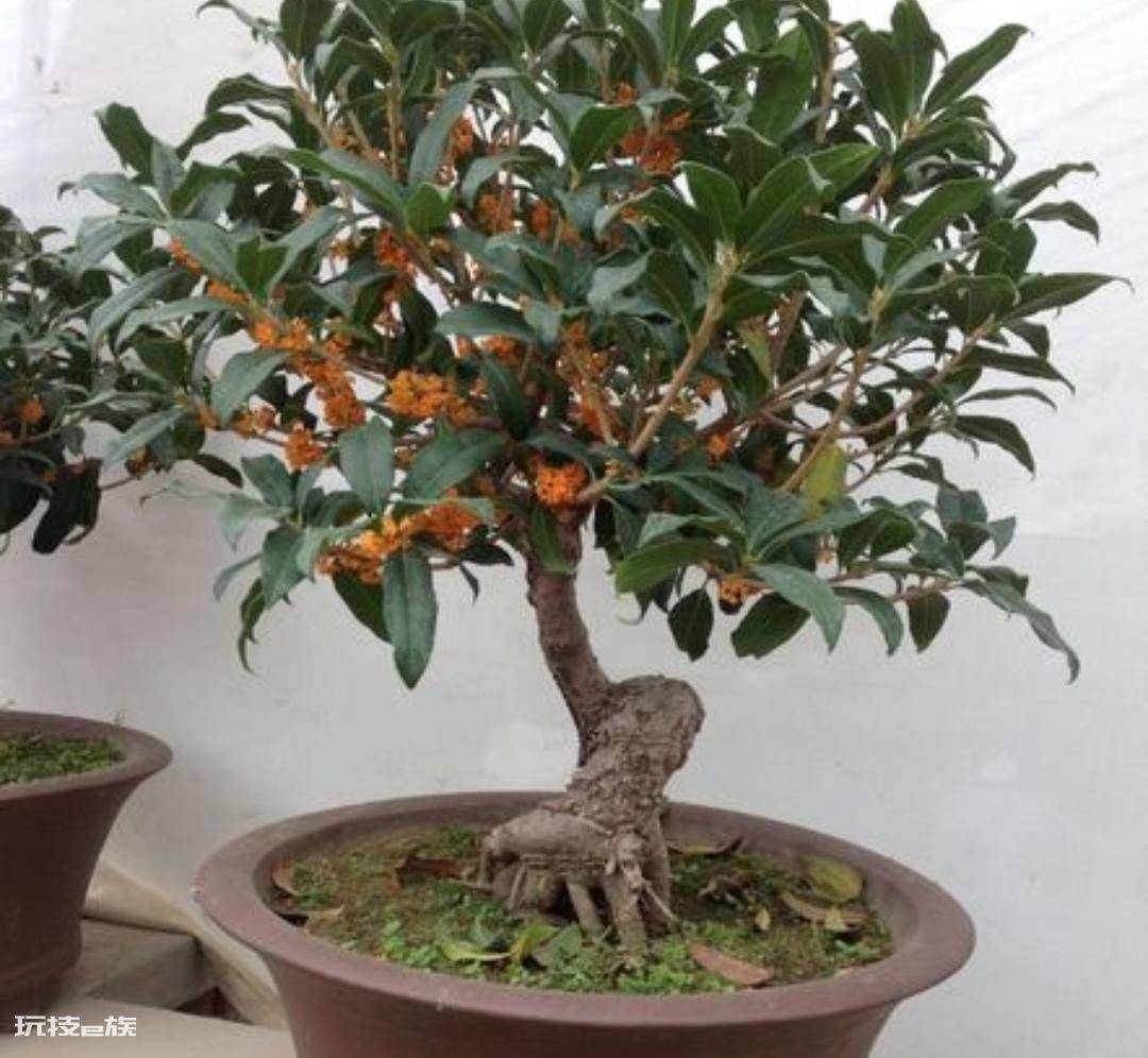 常见香味浓郁的花卉(家里养5种花卉植物清香四溢)-图片6
